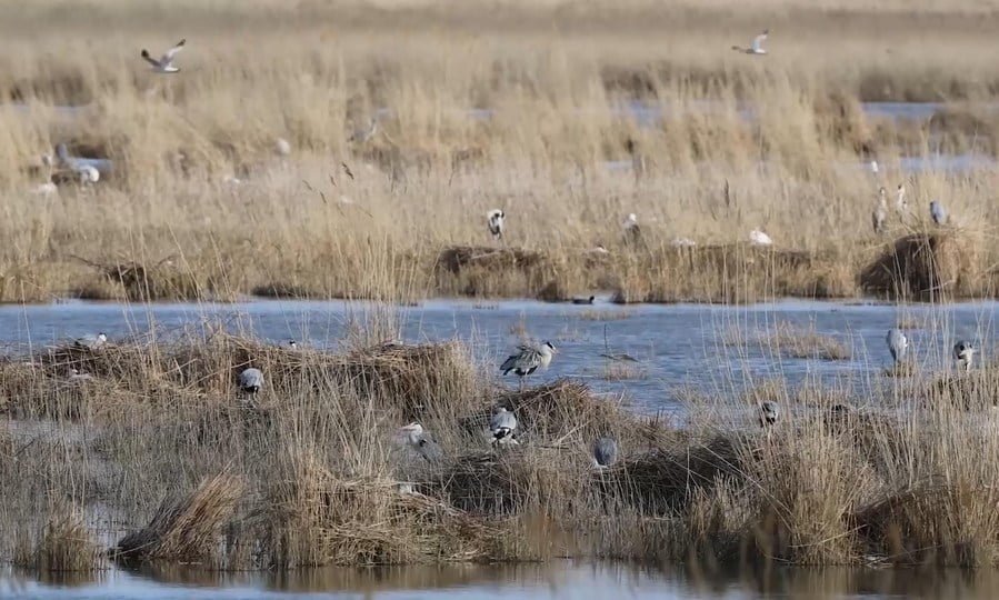 North China’s once-dwindling Hulun Lake grows in size, health