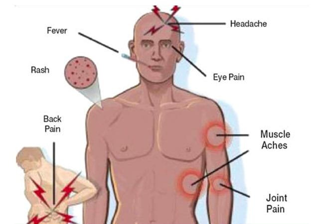 Dengue treatment advances in animal trials
