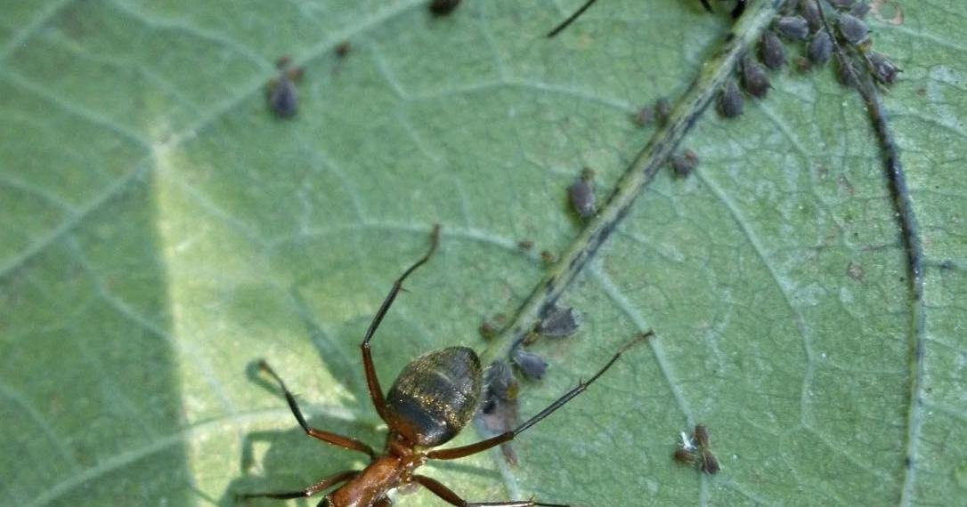 JESSICA DAMIANO: Are ants harmful to the garden? | News