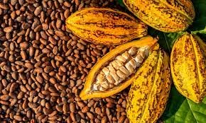 Nigeria’s Cocoa Production to Rise by 10% Amid Global Price Surge