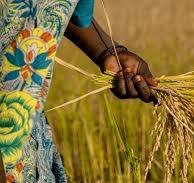 Grim Harvest: Kano Farmers’ Pains as Rains Become Scarce, Farmlands Turning to Arid