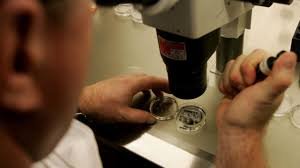 Scientists Create Human Eggs from Skin Cells in Lab