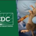 Health workers respond as Lassa fever kills 162 Nigerians in 2025