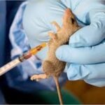 Kano Lassa Fever alert