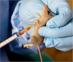 Kano Lassa Fever alert