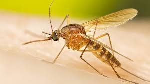 Africa CDC Director-General warns about rising malaria crisis across Africa
