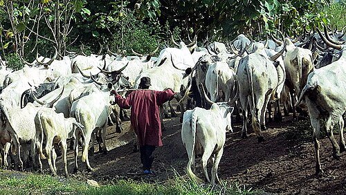Cross River State cancels the cattle movement permit issued to Miyetti Allah and directs security agencies to stop all livestock passage through the state with immediate