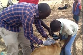Veterinary health workers administering rabies vaccine to dogs