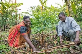 Smallholder farmers attending export training in Mubi