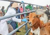 Veterinarians vaccinating cattle against CBPP in Yobe State
