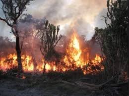 Burnt farmland in Bauchi amid bush burning crackdown