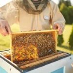 Nigerian beekeepers inspecting hives in a commercial apiary