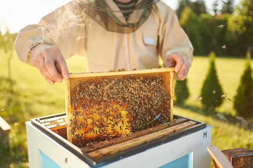 Nigerian beekeepers inspecting hives in a commercial apiary