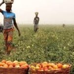 Harvest scene showing small-scale farming in Nigeria