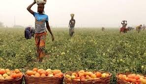 Harvest scene showing small-scale farming in Nigeria