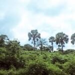 Nigerian rainforest ecosystem supporting biodiversity and livelihoods