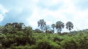 Nigerian rainforest ecosystem supporting biodiversity and livelihoods