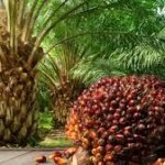 Palm oil plantation supporting Nigeria’s agricultural exports