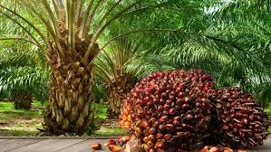 Palm oil plantation supporting Nigeria’s agricultural exports