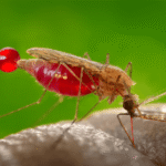 Health workers distributing malaria prevention tools in Africa