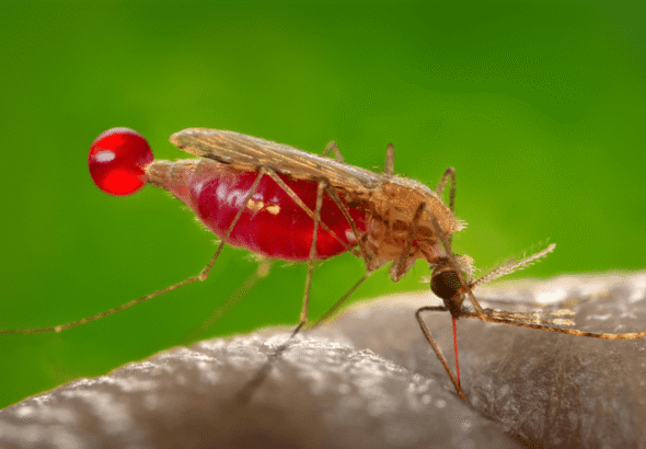 Health workers distributing malaria prevention tools in Africa
