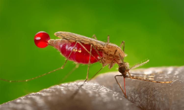 Health workers distributing malaria prevention tools in Africa