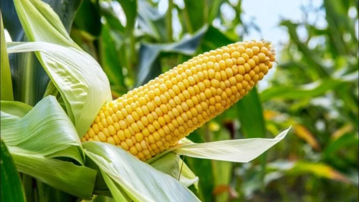 Maize farmers harvest corn in a Nigerian farm as the government targets increased production to strengthen food security.