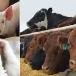 Ondo livestock farmers receive fodder production training