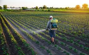 Farmer spraying pesticides on crops