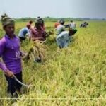 Nigerian rice farmers working on local rice farm