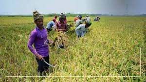 Nigerian rice farmers working on local rice farm
