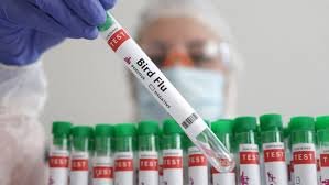 Australia Detects H5 Bird Flu for First Time