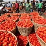Tomato Prices May Fall in August as Fresh Harvest Enters Markets