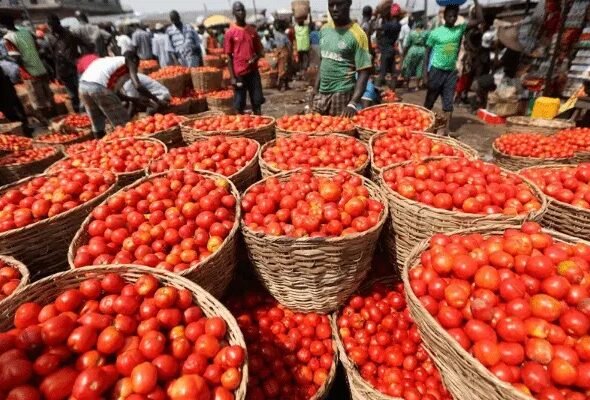 Tomato Prices May Fall in August as Fresh Harvest Enters Markets