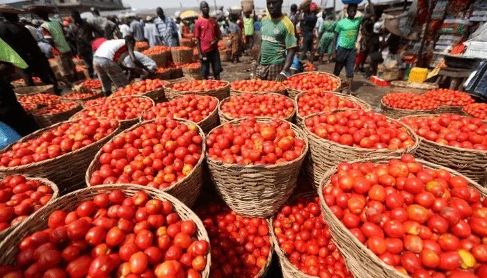 Tomato Prices May Fall in August as Fresh Harvest Enters Markets