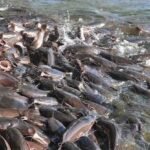 Flooded fish ponds in Ogun State after heavy rainfall destroyed aquaculture facilities.