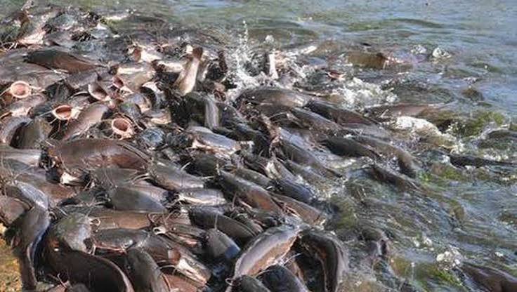 Flooded fish ponds in Ogun State after heavy rainfall destroyed aquaculture facilities.