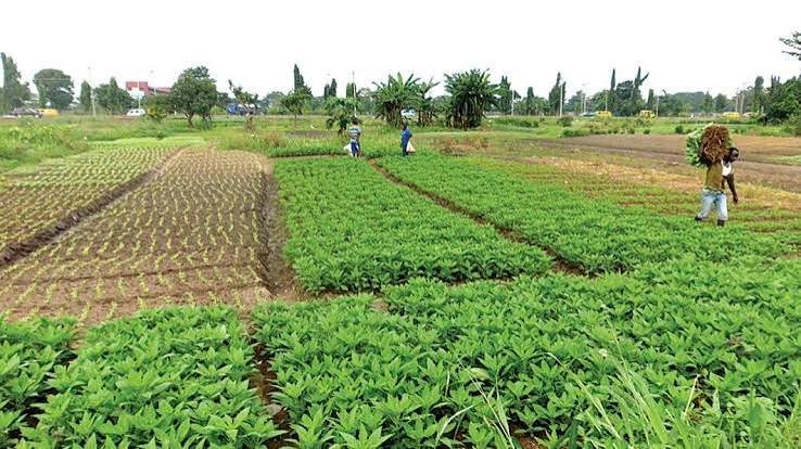 Flooded vegetable farms in Ojo, Lagos State.