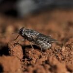 Federal Government Begins Tsetse Fly Surveillance in Akwa Ibom