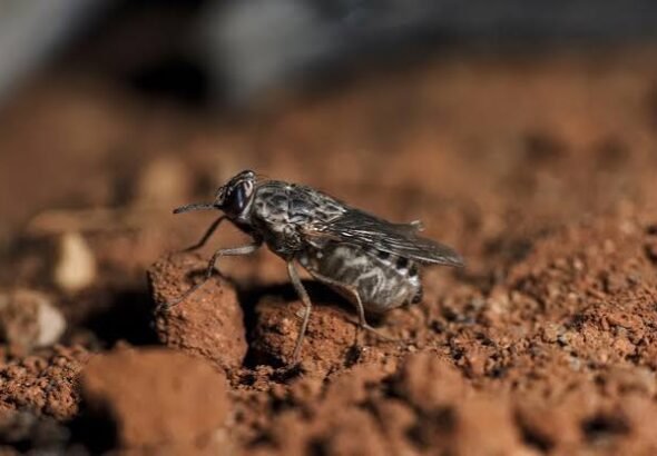 Federal Government Begins Tsetse Fly Surveillance in Akwa Ibom