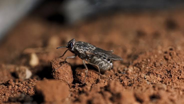 Federal Government Begins Tsetse Fly Surveillance in Akwa Ibom