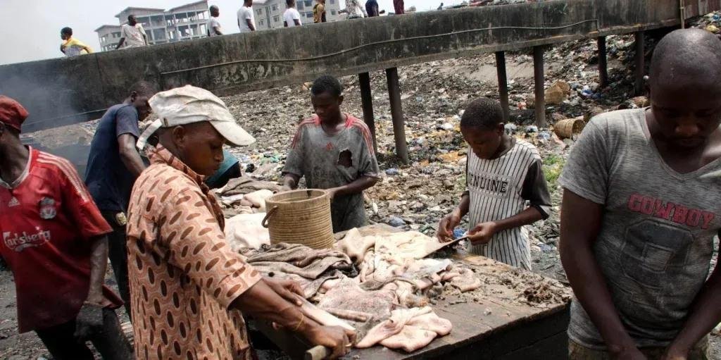 Lagos Plans to Turn Abattoir Waste into Biogas and Organic Fertiliser