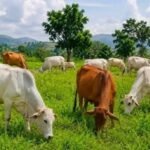Ranching and farmland in Benue State.