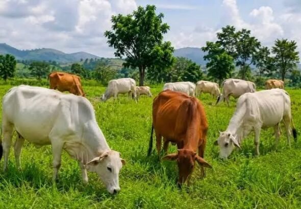 Ranching and farmland in Benue State.