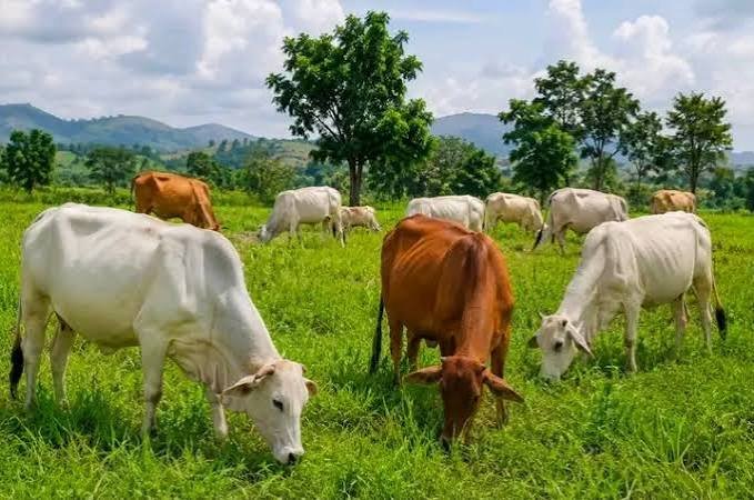 Ranching and farmland in Benue State.