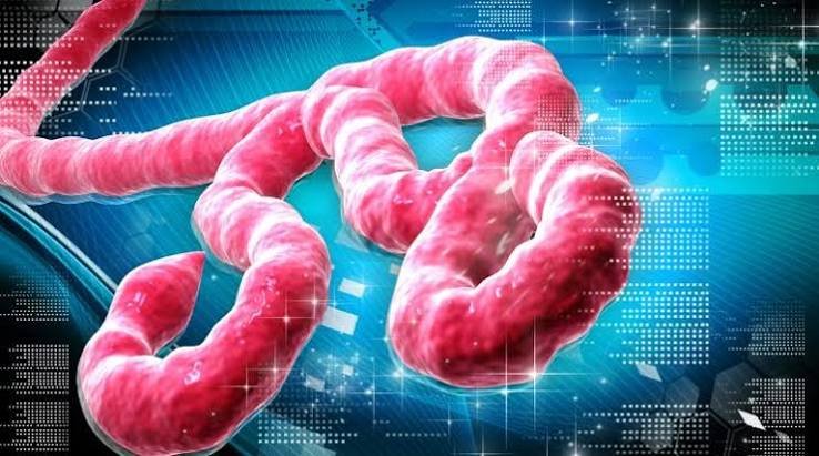 CEPI Invests $4.17m to Study Ebola Vaccine Protection Against Bundibugyo Virus