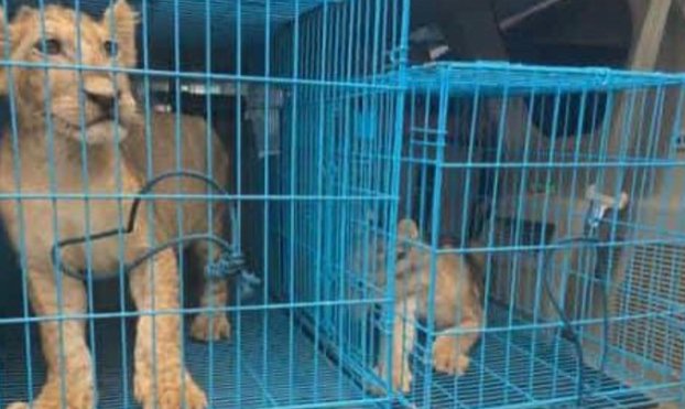 Rescued lion cubs receiving veterinary care after interception by Nigeria Customs Service.