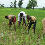 Nigerian-farmers