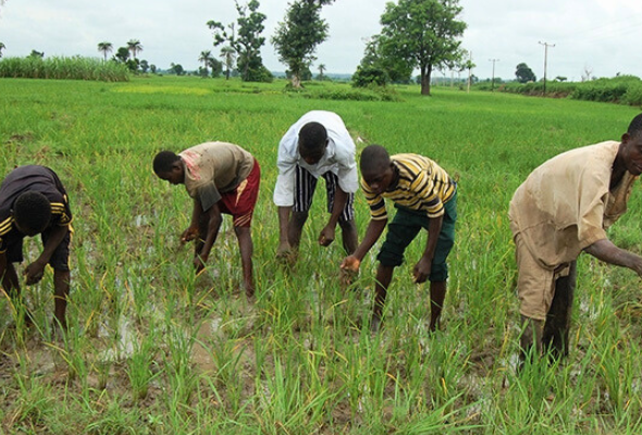 Nigerian-farmers