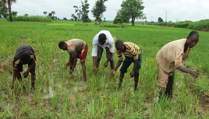 Nigerian-farmers